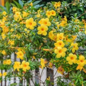 Pack 2 Brown Bud Allamanda Live Starter Plants – Golden Trumpet Yellow Flowers, 4-8 Inch Tall - Image 9