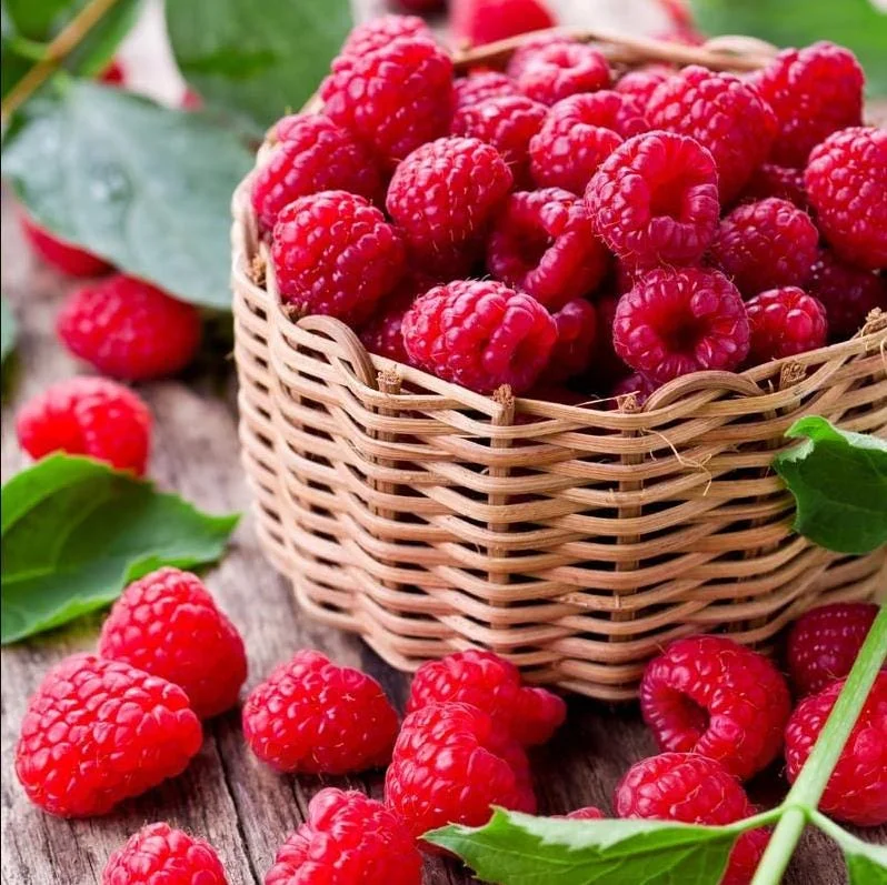 Pack 2 Caroline Red Raspberry Live Starter Plants, 4-8 Inch, Fruit Bush - Image 4