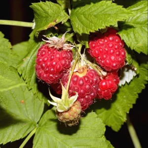 Pack 2 Caroline Red Raspberry Live Starter Plants, 4-8 Inch, Fruit Bush - Image 6