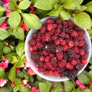 Pack 2 Sweet Boysenberry Live Plants – 4-6 Inch Tall Berry Vines - Image 3