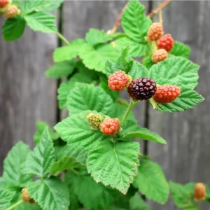 Pack 2 Sweet Boysenberry Live Plants – 4-6 Inch Tall Berry Vines - Image 7