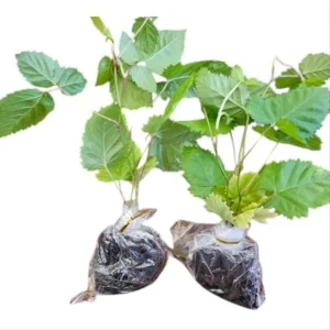 Pack 2 Sweet Boysenberry Live Plants – 4-6 Inch Tall Berry Vines - Image 9