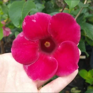 Pack of 2 Allamanda Live Starter Plants, Vibrant Red Blooms, 4-8 Inch Tall - Image 4