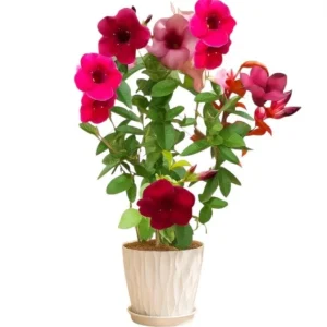 Pack of 2 Allamanda Live Starter Plants, Vibrant Red Blooms, 4-8 Inch Tall - Image 1