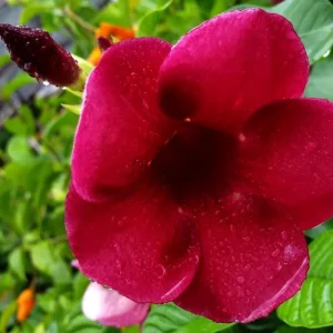 Pack of 2 Allamanda Live Starter Plants, Vibrant Red Blooms, 4-8 Inch Tall - Image 7