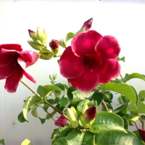 Pack of 2 Allamanda Live Starter Plants, Vibrant Red Blooms, 4-8 Inch Tall - Image 8