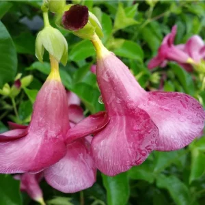 Pack of 2 Allamanda Live Starter Plants, Vibrant Red Blooms, 4-8 Inch Tall - Image 9