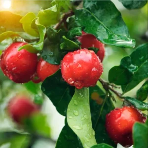 Pack of 2 Barbados Cherry Live Starter Plants, Acerola Cherry Fruit Tree, 4-6 Inch Tall - Image 4