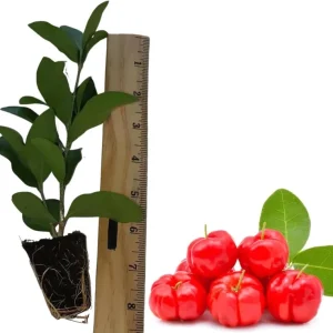 Pack of 2 Barbados Cherry Live Starter Plants, Acerola Cherry Fruit Tree, 4-6 Inch Tall - Image 6