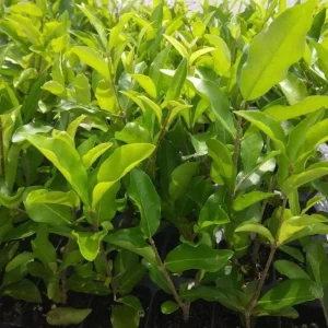 Pack of 2 Barbados Cherry Live Starter Plants, Acerola Cherry Fruit Tree, 4-6 Inch Tall - Image 7