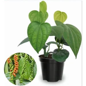 Pack of 2 Black Pepper Live Plants - Piper Nigrum Starter Plants, 4-8 Inch Tall - Image 2