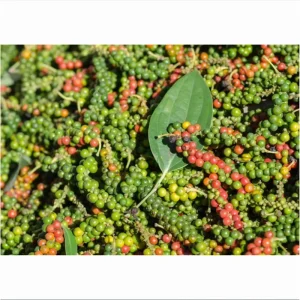 Pack of 2 Black Pepper Live Plants - Piper Nigrum Starter Plants, 4-8 Inch Tall - Image 3