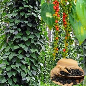 Pack of 2 Black Pepper Live Plants - Piper Nigrum Starter Plants, 4-8 Inch Tall - Image 4