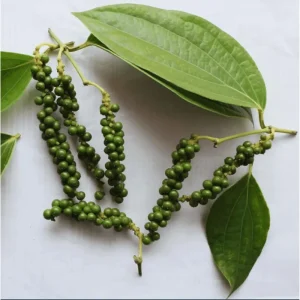 Pack of 2 Black Pepper Live Plants - Piper Nigrum Starter Plants, 4-8 Inch Tall - Image 5