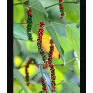 Pack of 2 Black Pepper Live Plants - Piper Nigrum Starter Plants, 4-8 Inch Tall - Image 7