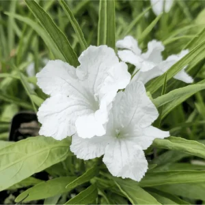 Pack of 2 Dwarf White Ruellia Live Starter Plants, Mexican Petunia, 4-9 Inch Tall, White Flowers - Image 2
