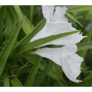 Pack of 2 Dwarf White Ruellia Live Starter Plants, Mexican Petunia, 4-9 Inch Tall, White Flowers - Image 3