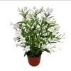 Pack of 2 Dwarf White Ruellia Live Starter Plants, Mexican Petunia, 4-9 Inch Tall, White Flowers - Image 1