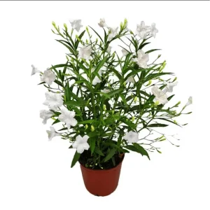 Pack of 2 Dwarf White Ruellia Live Starter Plants, Mexican Petunia, 4-9 Inch Tall, White Flowers - Image 1