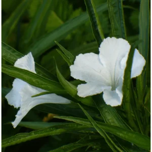 Pack of 2 Dwarf White Ruellia Live Starter Plants, Mexican Petunia, 4-9 Inch Tall, White Flowers - Image 6