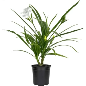 Pack of 2 Dwarf White Ruellia Live Starter Plants, Mexican Petunia, 4-9 Inch Tall, White Flowers - Image 7