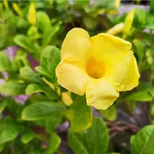 Pack of 2 Dwarf Yellow Allamanda Live Starter Plant for Planting, Allamanda Compacta, Bright Yellow Blooms, 4-8 Inch Tall, No Ship Pot - Image 3