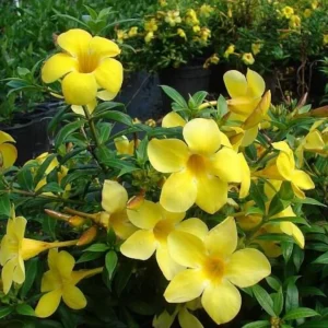 Pack of 2 Dwarf Yellow Allamanda Live Starter Plant for Planting, Allamanda Compacta, Bright Yellow Blooms, 4-8 Inch Tall, No Ship Pot - Image 4