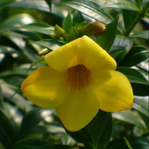 Pack of 2 Dwarf Yellow Allamanda Live Starter Plant for Planting, Allamanda Compacta, Bright Yellow Blooms, 4-8 Inch Tall, No Ship Pot - Image 6