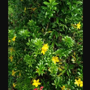 Pack of 2 Dwarf Yellow Allamanda Live Starter Plant for Planting, Allamanda Compacta, Bright Yellow Blooms, 4-8 Inch Tall, No Ship Pot - Image 7