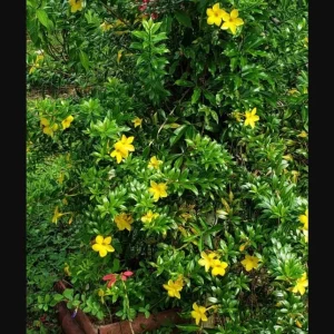 Pack of 2 Dwarf Yellow Allamanda Live Starter Plant for Planting, Allamanda Compacta, Bright Yellow Blooms, 4-8 Inch Tall, No Ship Pot - Image 9
