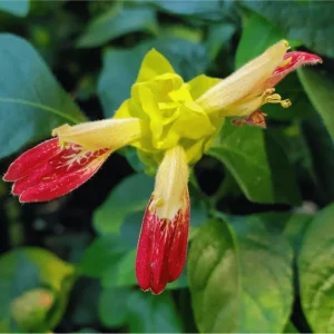 Pack of 2 Fruit Cocktail Shrimp Live Starter Plants, 4-8 Inch Tall, Multi-Colored Blooms - Image 2