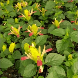 Pack of 2 Fruit Cocktail Shrimp Live Starter Plants, 4-8 Inch Tall, Multi-Colored Blooms - Image 3