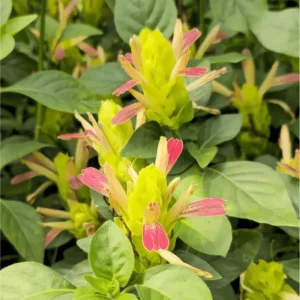 Pack of 2 Fruit Cocktail Shrimp Live Starter Plants, 4-8 Inch Tall, Multi-Colored Blooms - Image 4