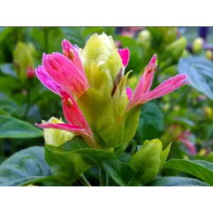 Pack of 2 Fruit Cocktail Shrimp Live Starter Plants, 4-8 Inch Tall, Multi-Colored Blooms - Image 6