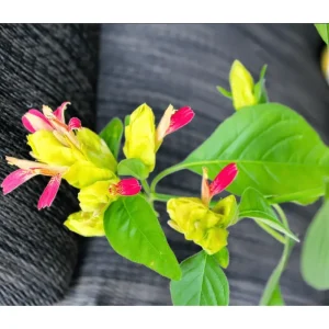 Pack of 2 Fruit Cocktail Shrimp Live Starter Plants, 4-8 Inch Tall, Multi-Colored Blooms - Image 7