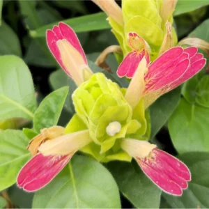 Pack of 2 Fruit Cocktail Shrimp Live Starter Plants, 4-8 Inch Tall, Multi-Colored Blooms - Image 1