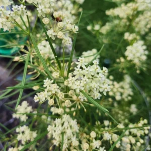 Pack of 2 White Milkweed Live Starter Plants, Asclepias Tuberosa, 4-9 Inch Tall, Butterfly Garden - Image 3