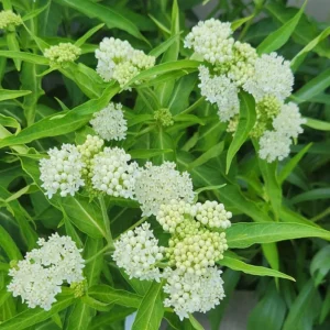 Pack of 2 White Milkweed Live Starter Plants, Asclepias Tuberosa, 4-9 Inch Tall, Butterfly Garden - Image 4
