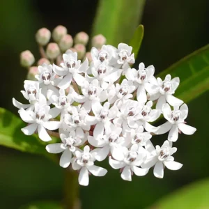 Pack of 2 White Milkweed Live Starter Plants, Asclepias Tuberosa, 4-9 Inch Tall, Butterfly Garden - Image 5