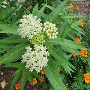 Pack of 2 White Milkweed Live Starter Plants, Asclepias Tuberosa, 4-9 Inch Tall, Butterfly Garden - Image 6