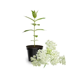 Pack of 2 White Milkweed Live Starter Plants, Asclepias Tuberosa, 4-9 Inch Tall, Butterfly Garden - Image 7