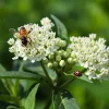 Pack of 2 White Milkweed Live Starter Plants, Asclepias Tuberosa, 4-9 Inch Tall, Butterfly Garden - Image 1