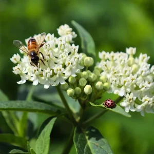 Pack of 2 White Milkweed Live Starter Plants, Asclepias Tuberosa, 4-9 Inch Tall, Butterfly Garden - Image 1