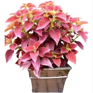 Pack of 3 Alabama Sunset Coleus Live Plant – 4-8 Inch Tall – Multicolored Foliage - Image 2