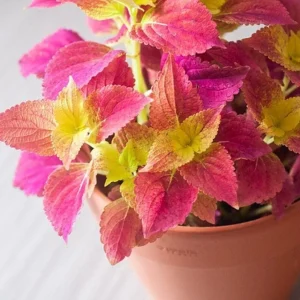 Pack of 3 Alabama Sunset Coleus Live Plant – 4-8 Inch Tall – Multicolored Foliage - Image 3