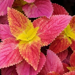 Pack of 3 Alabama Sunset Coleus Live Plant – 4-8 Inch Tall – Multicolored Foliage - Image 1