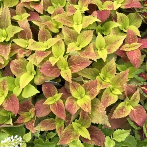 Pack of 3 Alabama Sunset Coleus Live Plant – 4-8 Inch Tall – Multicolored Foliage - Image 4