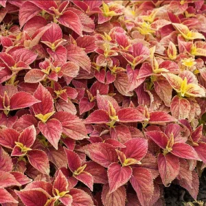 Pack of 3 Alabama Sunset Coleus Live Plant – 4-8 Inch Tall – Multicolored Foliage - Image 5