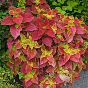 Pack of 3 Alabama Sunset Coleus Live Plant – 4-8 Inch Tall – Multicolored Foliage - Image 6