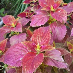 Pack of 3 Alabama Sunset Coleus Live Plant – 4-8 Inch Tall – Multicolored Foliage - Image 7